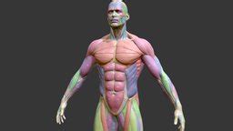 Écorché Musclenames Anatomy - 3D model by chrisfischerart (@chrisfischerart) [33162ec ...