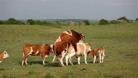 Cows mating - Stock Video Footage - Dissolve