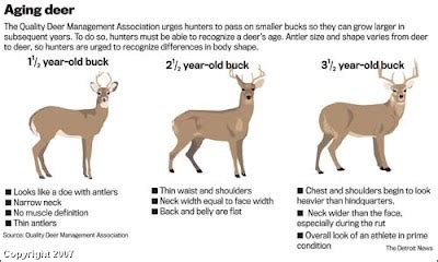 Ryan's Roost | A Northern CA Hunter's Blog: Know the Age of the Deer ...