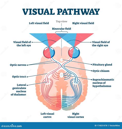 Visual Pathway Stock Illustrations – 446 Visual Pathway Stock ...