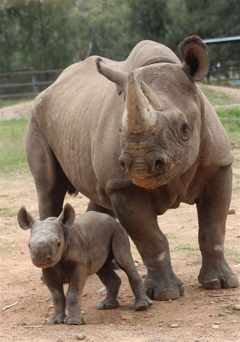 Baby Rhinoceros Animal