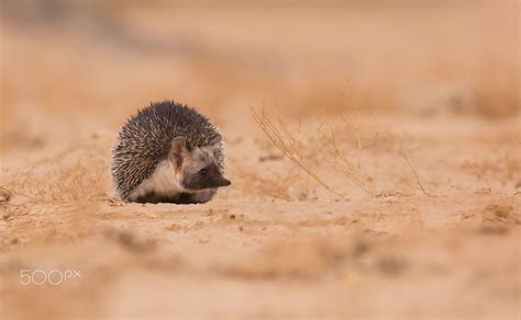 Desert Hedgehog Profile: Traits, Facts, Habitat, Diet, Pet - Mammal Age