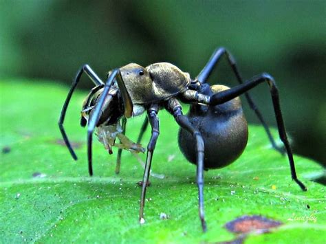 ANT MIMIC Giant Ant Mimicking Spider photographed by Linda Alisto in the Philippines. These ...