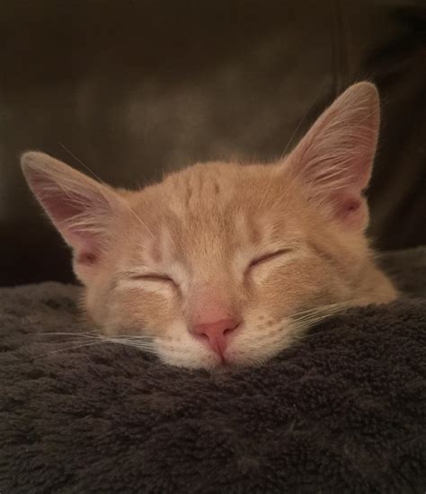 Happy kitty, sleepy kitty, purr, purr, purr : r/aww