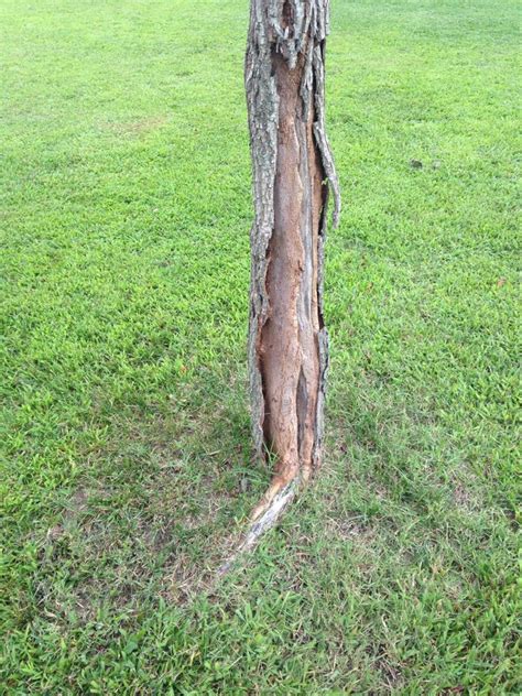 diagnosis - Why is the bark falling off the base of my Corkscrew Willow's trunk? - Gardening ...