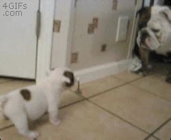 Puppy-scares-bulldog