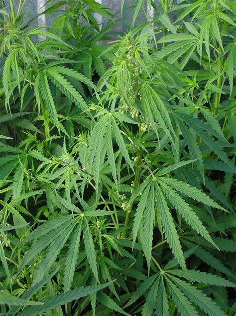 File:Cannabis ruderalis male plant.jpg - Wikimedia Commons