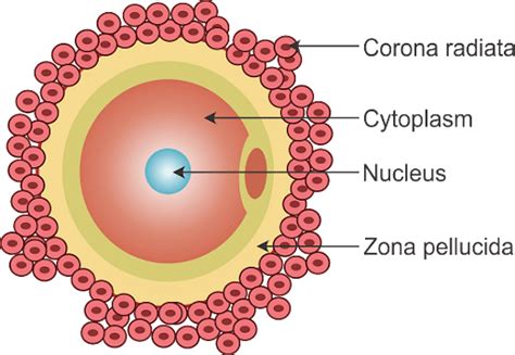 Ovum: Meaning, Structure, Functions