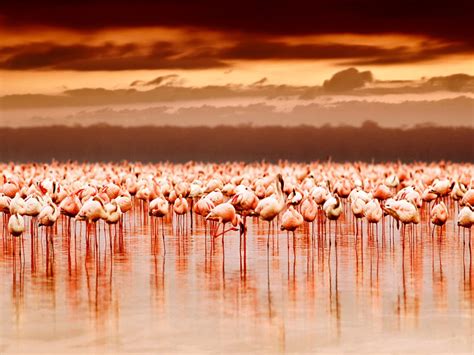 14 Best Places to See Wildlife in Africa in 2022 – Trips To Discover