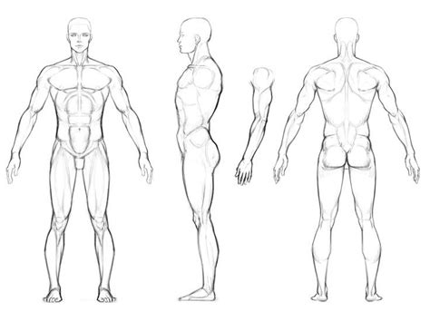 male anatomy orthographic view - Google Search | Figür çizimleri ...