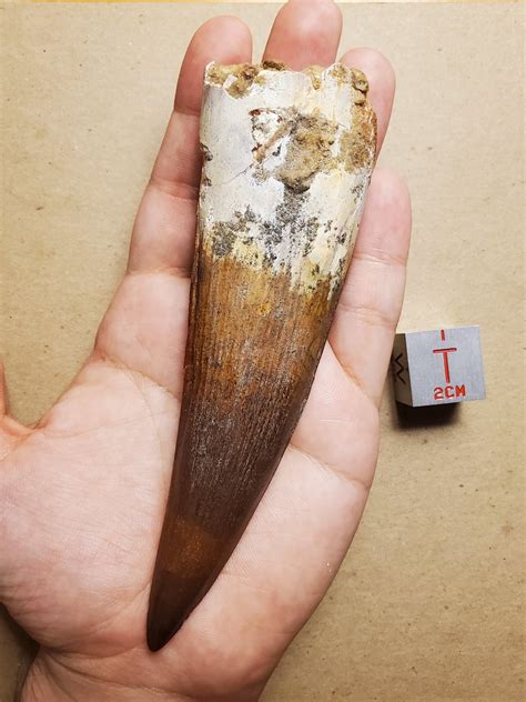 Spinosaurid tooth (c.f. Spinosaurus aegypticus) from the Kem Kem beds of Morocco. Measures 5.5 ...