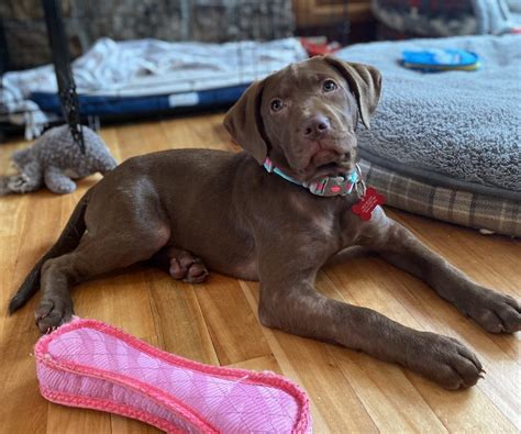 American Bulldog & Labrador Retriever Mix