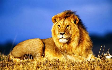 Pin by Alexli on pexy pix | Lion pictures, African animals, African lion