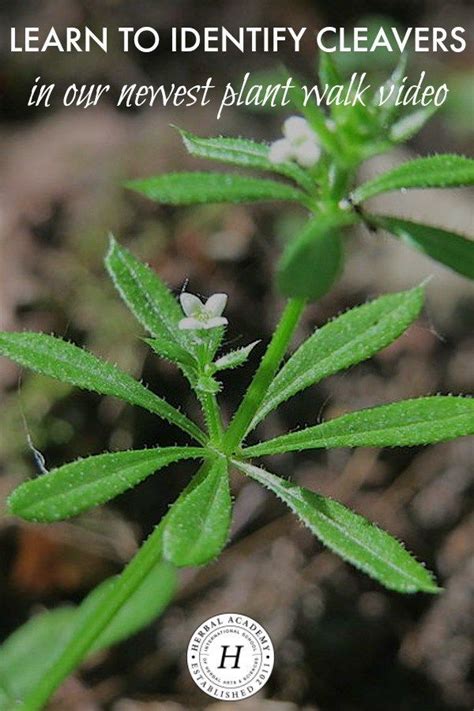 Learn To Identify Cleavers In Our Newest Plant Walk Video | Herbal Academy | Join us on the ...