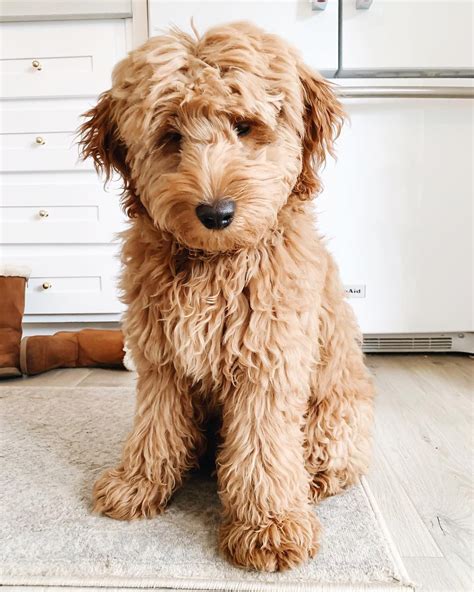 Mini Goldendoodle Coat Colors - Colorxml