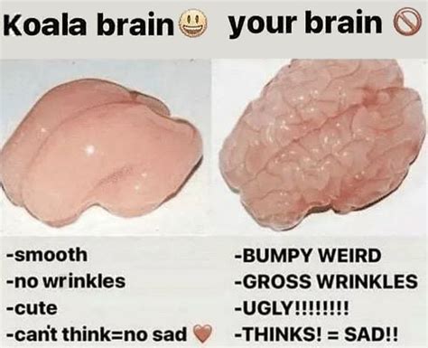 Koala brain vs your brain : r/meme