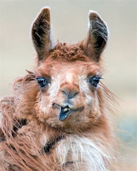 The Crazy Llama Looking Fordward Stock Image - Image of meet, bird ...