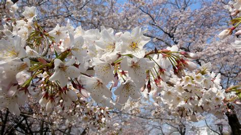 Cherry blossoms in Tokyo: the best, oldest and the most beautiful - Exploring Old Tokyo