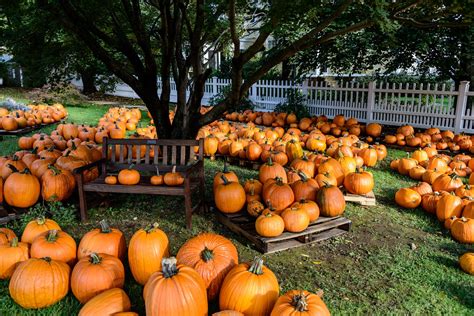 pumpkin, Patch, Halloween, Autumn Wallpapers HD / Desktop and Mobile ...