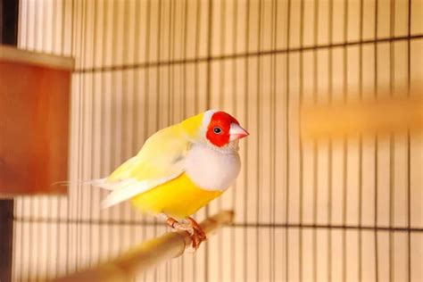 Gouldian finch in the cage - Stock Image - Everypixel