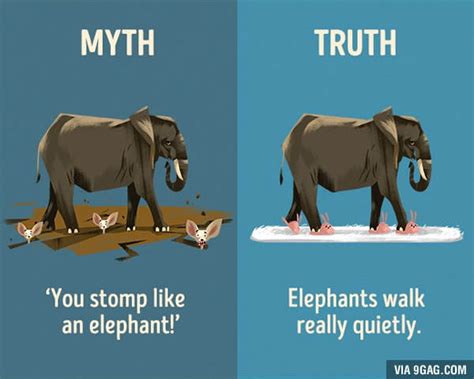 12 Myths about animals | Amazing Zoology