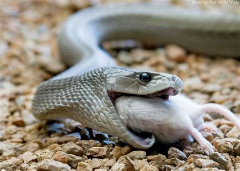 8 Images Black Mamba Facts For Kids And View - Alqu Blog