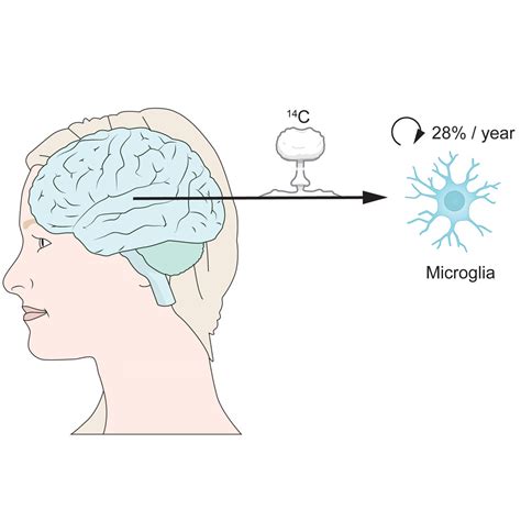 The Lifespan and Turnover of Microglia in the Human Brain: Cell Reports