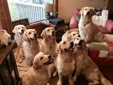 Family portrait I would love to have this many Golden Retrievers! Of ...