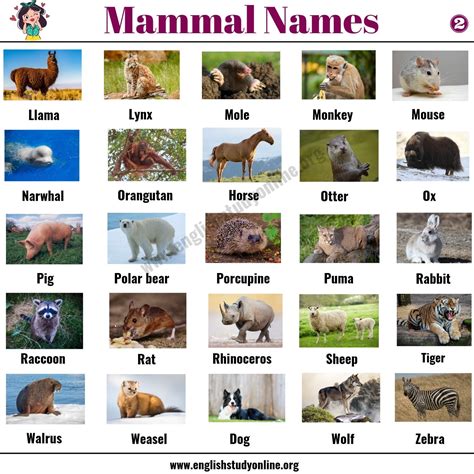 List of Mammals: 50+ Popular Mammal Names with Examples and ESL Pictures - English Study Online