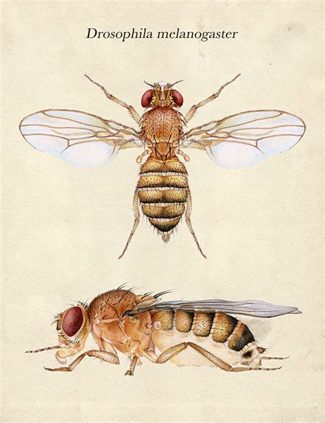 Drosophila melanogaster on RISD Portfolios