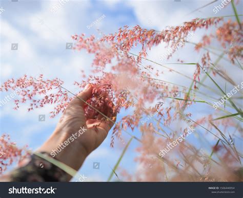 Womans Hand Touch Grass Field Sunset Stock Photo 1506440054 | Shutterstock