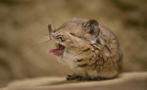 Tiny elephant shrew rediscovered in Africa after 50 years