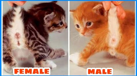 Male or female? | cat gender identification | cat sex identification ...