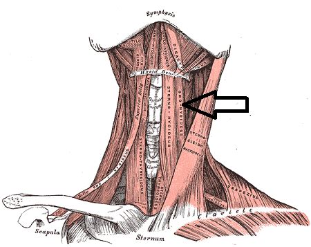 Omohyoid Muscle | Function, Origin & Innervation - Lesson | Study.com