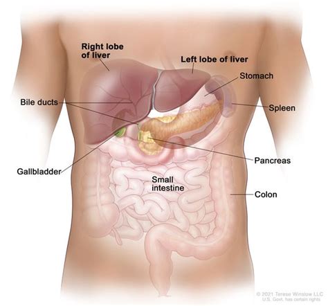 Spleen Location : Spleen Location Relations Hilum Peritoneal Folds ...