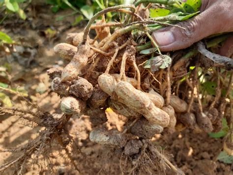 When to Harvest Peanuts - Gardening Tips 2024 - Northern Nester