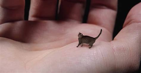 World's Smallest Cat - Cute, Tiny and Mean - We Love Cats and Kittens