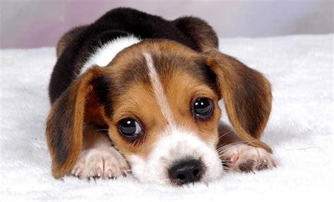 Beagle Puppies: Everything You Need to Know | The Dog People by Rover.com