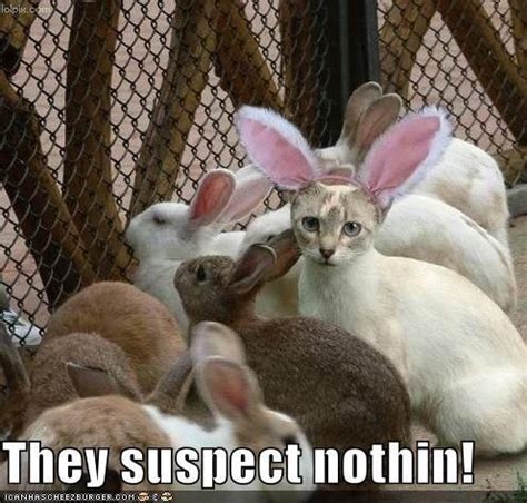 20 Funny Cat Easter Memes Too Cute To Not Share | Grappige dieren ...