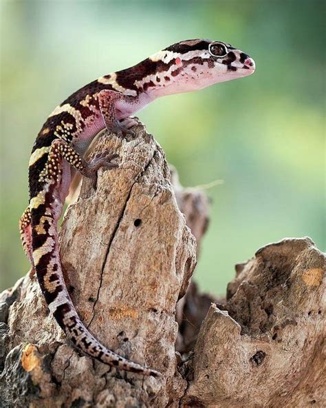 Banded Gecko Poster by Nicolas Reusens | Lizard, Amphibians, Reptiles ...