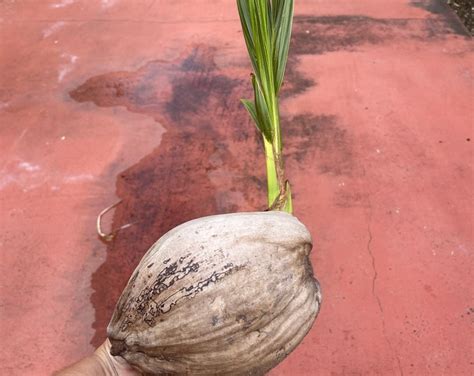 Coconut Tree Baby Plant - Etsy