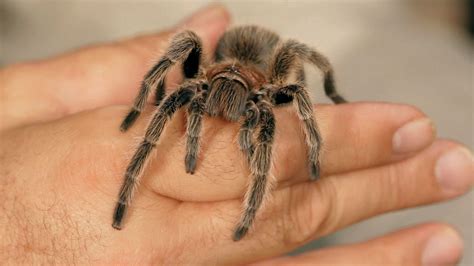 How To Identify A Tarantula