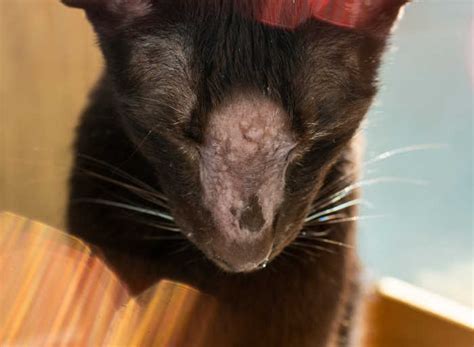 Cat's Nose With New Bump, Lump or Scab [Pics + Vet Advice] - Cat-World