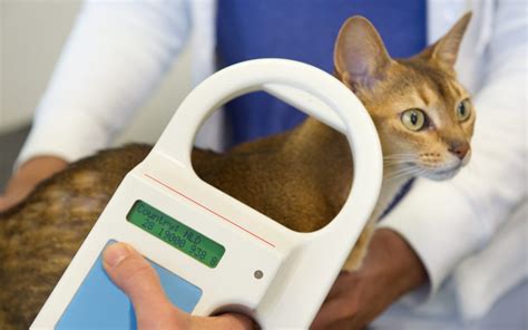 Microchipping 101: Why Is It Important To Microchip My Pet? – Northgate Animal Hospital