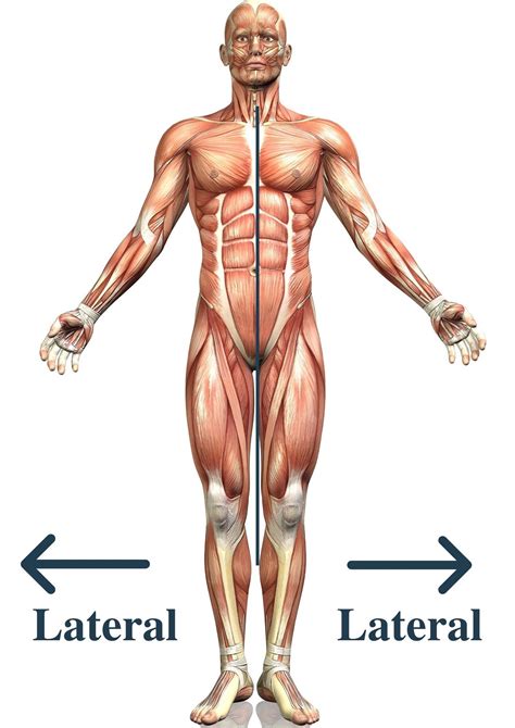 Lateral Anatomy Definition-With Tips And Tricks To Remember It | Nursepective