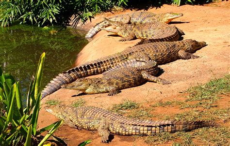 Nile crocodile - Kids | Britannica Kids | Homework Help