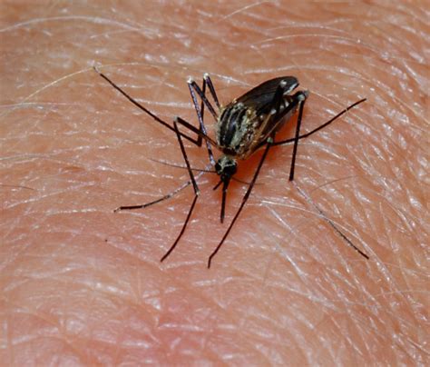 Home Remedies for Mosquito Bites : Human N Health