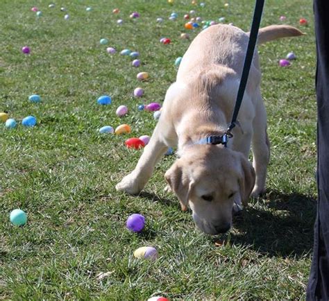 Doggie Easter Egg Hunt | Branson, MO - Official Website