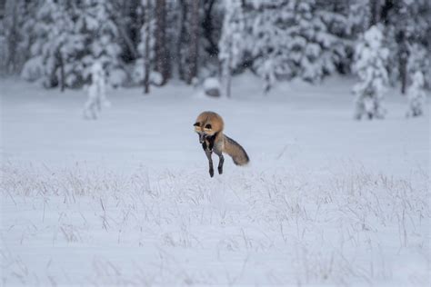 Fox's Jump in Snow 1 - Erin Gatfield Photography