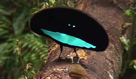 World of Wonder: Superb Bird-of-Paradise - The Toast